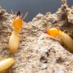 Termites The Silent Destroyers of Homes and How to Detect Them